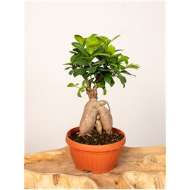 Fikus Bonsai w misie