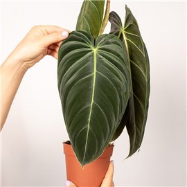 Filodendron melanochrysum