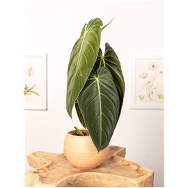 Filodendron melanochrysum