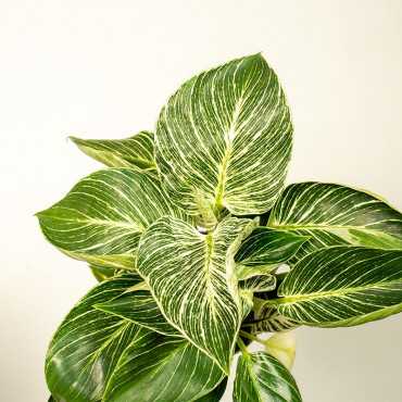 Filodendron 'Birkin' | Duży