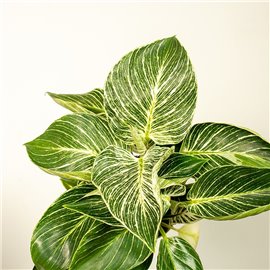 Filodendron 'Birkin' | Duży