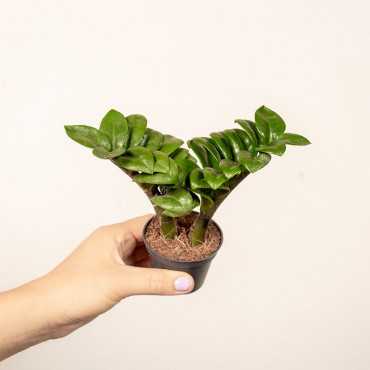 Zamiokulkas 'Zenzi' | Mały