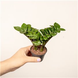 Zamiokulkas 'Zenzi' | Mały