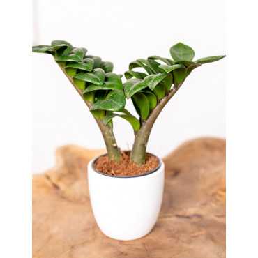 Zamiokulkas 'Zenzi' | Mały