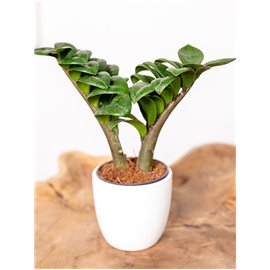 Zamiokulkas 'Zenzi' | Mały