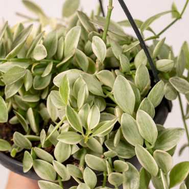 Dischidia 'White Diamond' | Wisząca