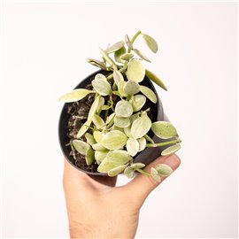 Dischidia 'White Diamond'