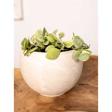 Dischidia 'White Diamond'