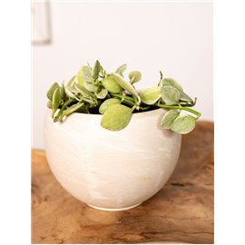 Dischidia 'White Diamond'