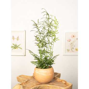 Paproć Orliczka kreteńska