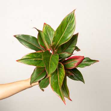 Aglaonema 'Jungle Red' | Mała