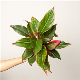 Aglaonema 'Jungle Red' | Mała