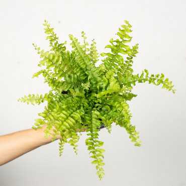 Nefrolepis 'Teddy Junior'