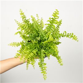 Nefrolepis 'Teddy Junior'