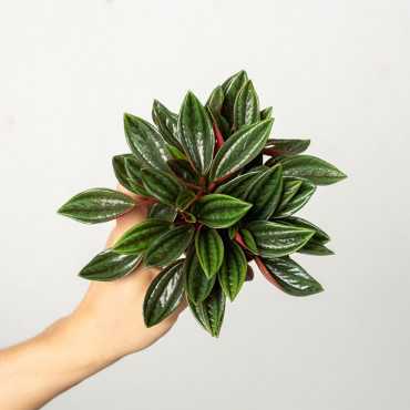 Peperomia 'Rosso' | Mała