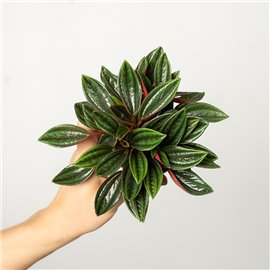 Peperomia 'Rosso' | Mała