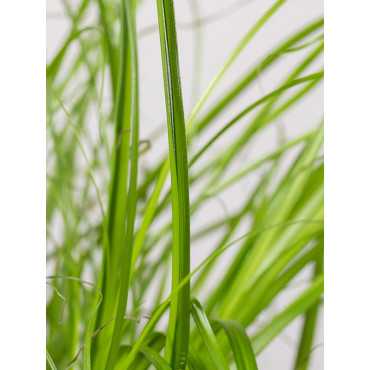 Trawa dla kota | Duża