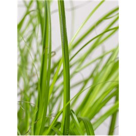 Trawa dla kota | Duża