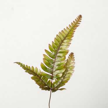 Paproć Orliczka 'Tricolor'