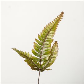 Paproć Orliczka 'Tricolor'