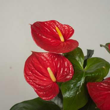 Anturium 'Royal Red'