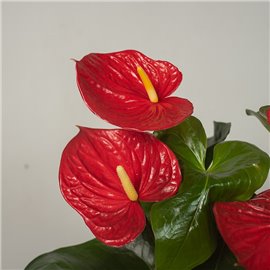 Anturium 'Royal Red'