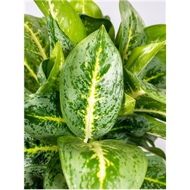 Aglaonema 'Lemon Mint' | Mała