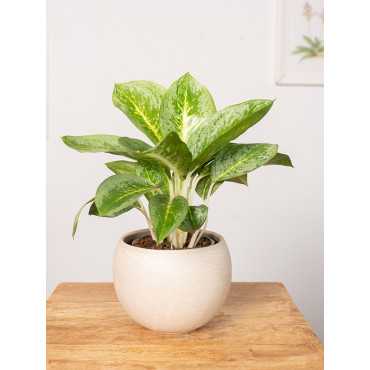 Aglaonema 'Lemon Mint' | Mała