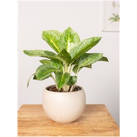 Aglaonema 'Lemon Mint' | Mała