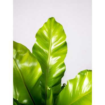 Asplenium nidus | Duży