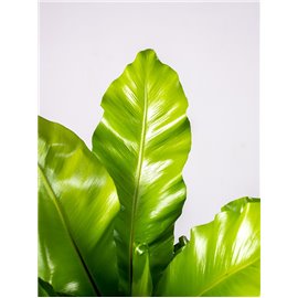 Asplenium nidus | Duży