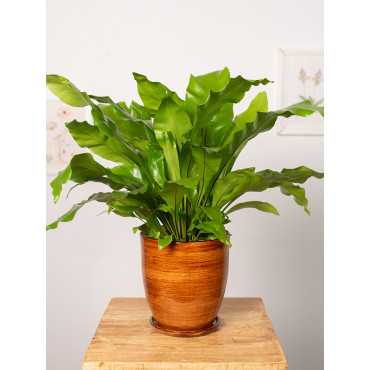 Asplenium nidus | Duży