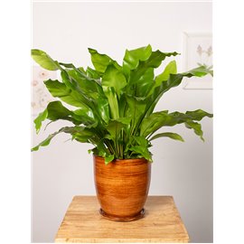 Asplenium nidus | Duży