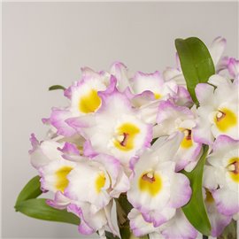 Dendrobium szlachetne
