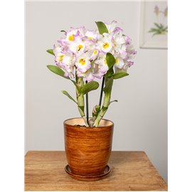 Dendrobium szlachetne