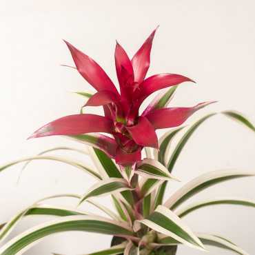 Guzmania 'Purple & Stripes'