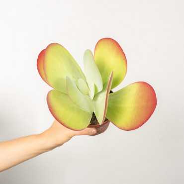 Kalanchoe thyrsiflora