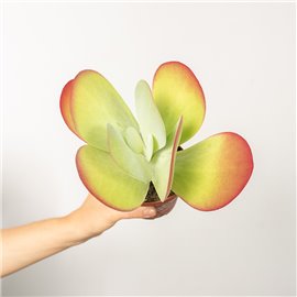 Kalanchoe thyrsiflora