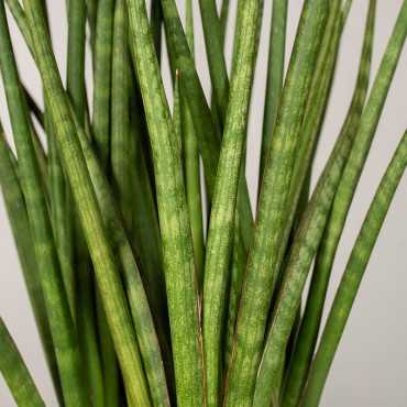 Sansewieria 'Spiky'