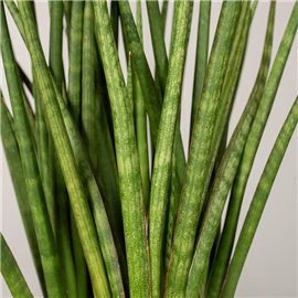 Sansewieria 'Spiky'