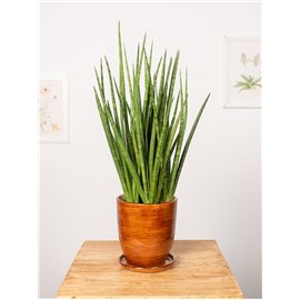 Sansewieria 'Spiky'