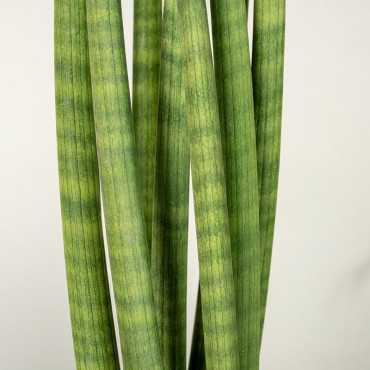 Sansewieria 'Straight'