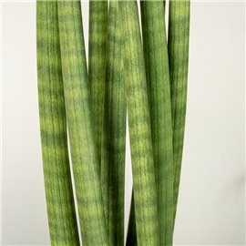 Sansewieria 'Straight'