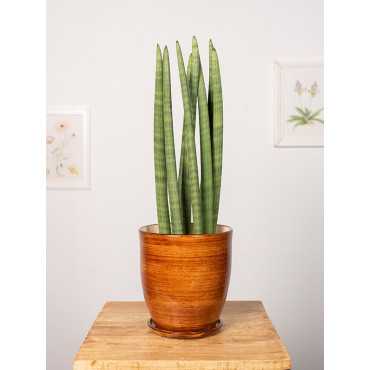 Sansewieria 'Straight'