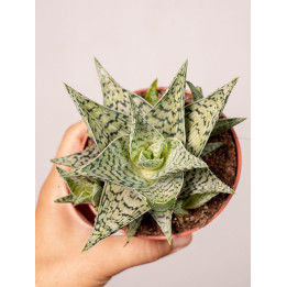 Aloes 'Doran Black'