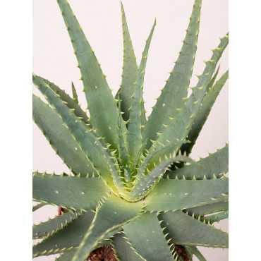 Aloes drzewiasty