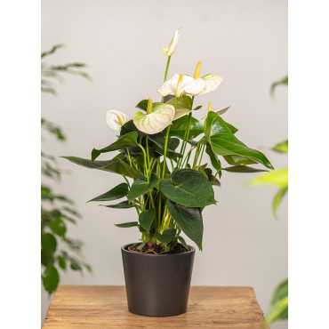 Anturium 'Cocos'