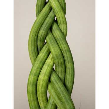 Sansewieria cylindryczna | Warkocz