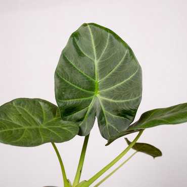 Alokazja 'Regal Shields' | Mała