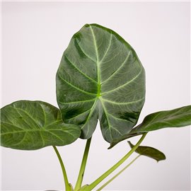 Alokazja 'Regal Shields' | Mała